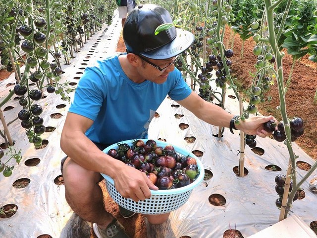 Fruit or Vegetable Picking dalat