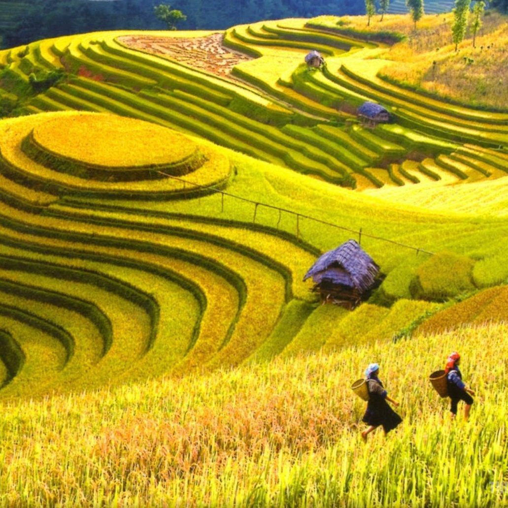 Sapa
